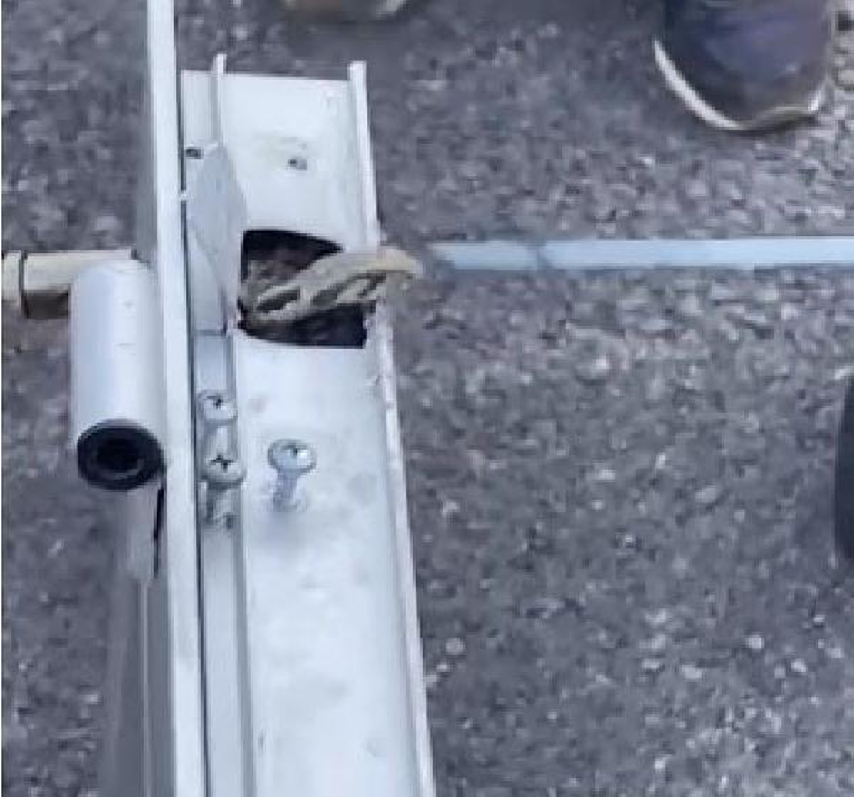 Kuaför kapısının içine giren 1,5 metrelik yılanı itfaiyeciler çıkardı