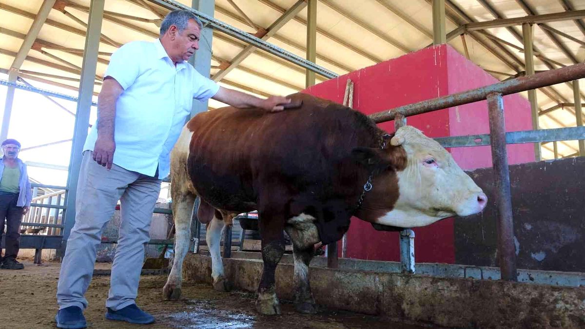 Kurban pazarının 'Kral' tosunu 50 bin TL'ye alıcısını bekliyor