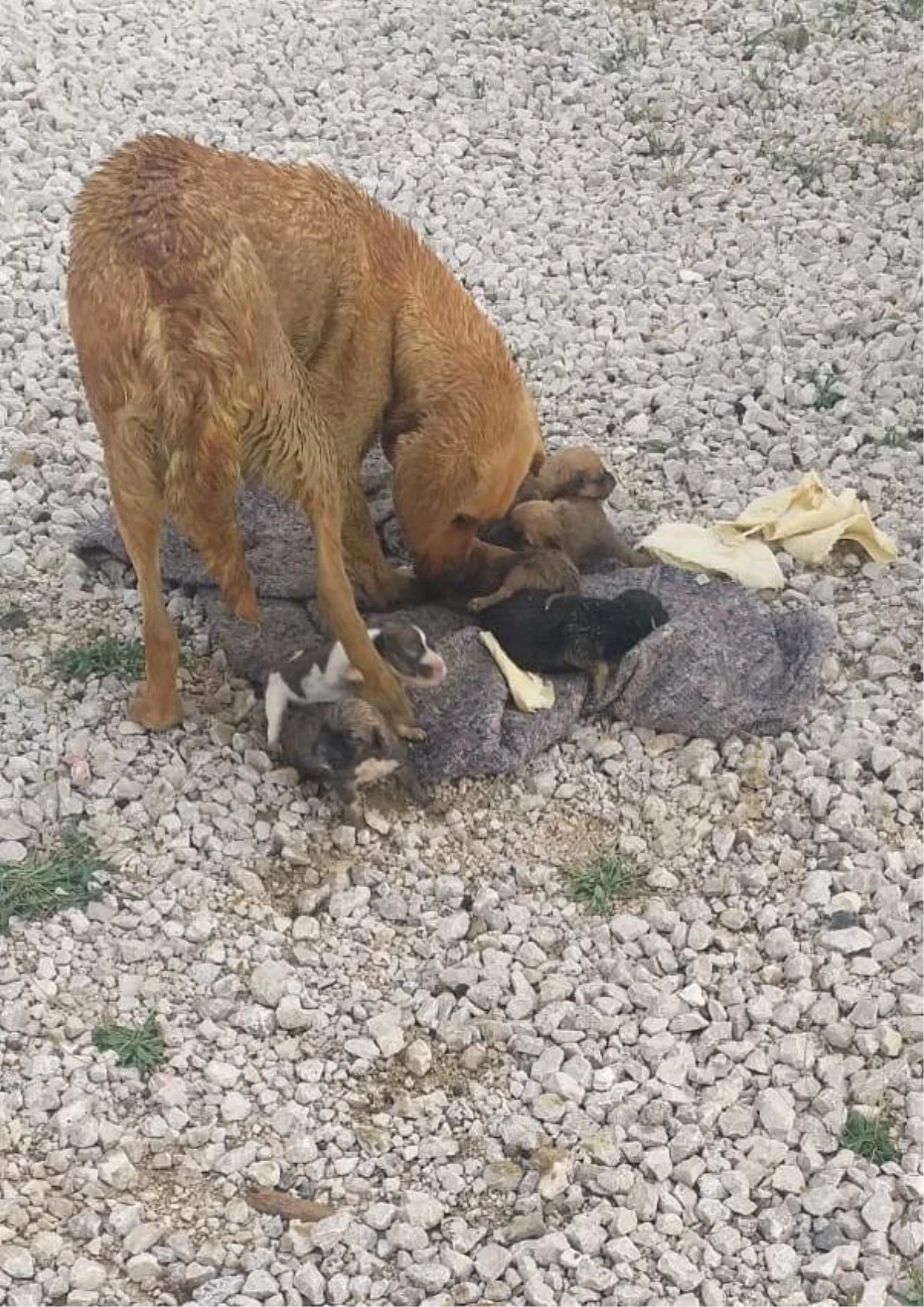 Muğla\'da yağmur suyu kanalında mahsur kalan köpek ve 6 yavrusu kurtarıldı
