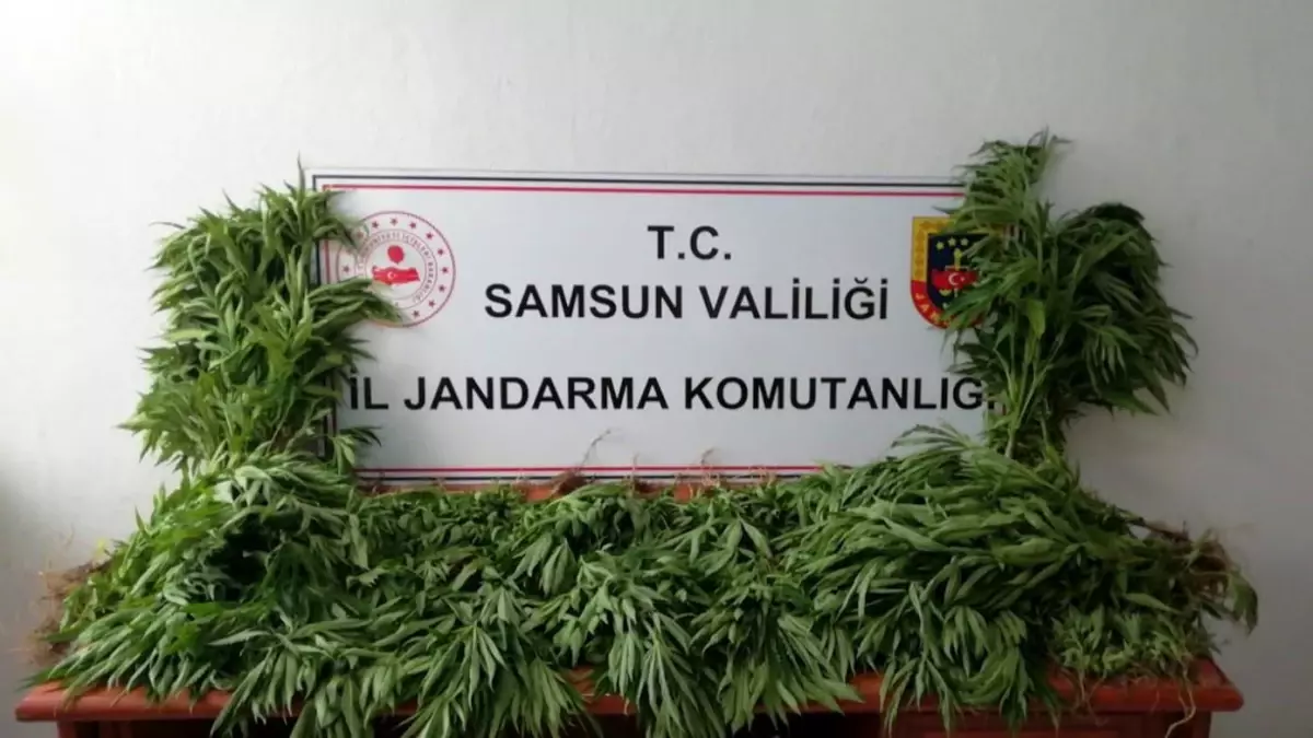 Samsun\'da jandarma tarafından kubar esrar ve tarlada ekili kenevir ele geçirildi