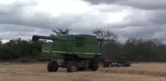 Ukrayna'daki tahıl krizi