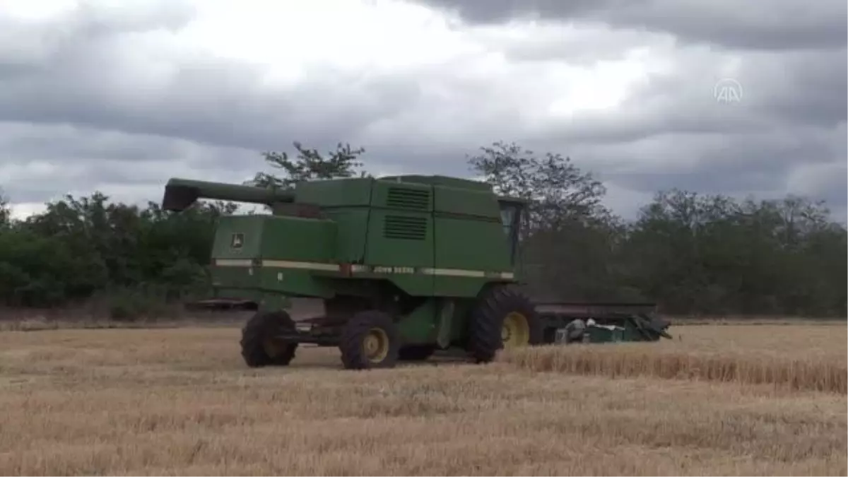 Ukrayna'daki tahıl krizi