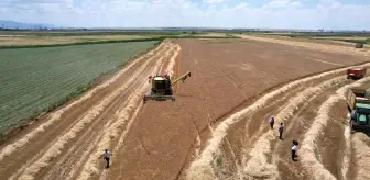 Aksaray'da arpa hasadı başladı