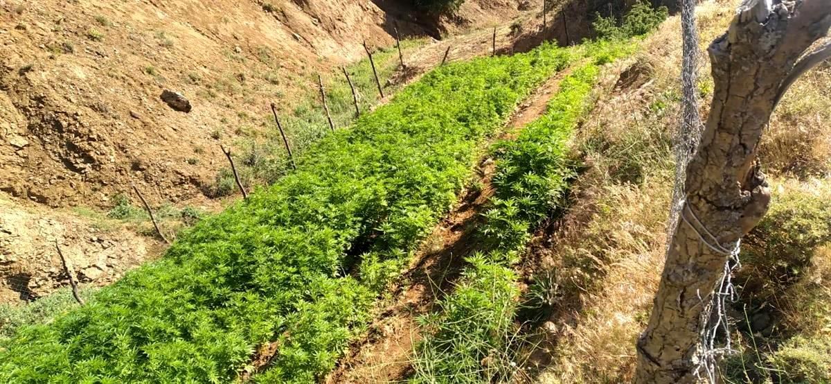 Bingöl\'de 21 bin kök kenevir bitkisi ele geçirildi