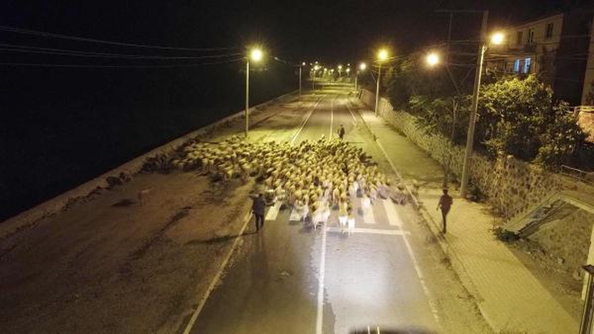 Çoban Ali\'nin 300 koyunla 30 kilometrelik zorlu yayla yolculuğu