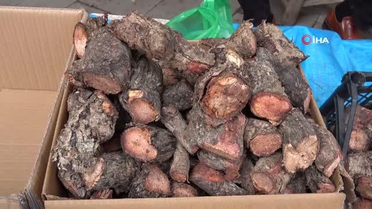 Elazığ'da şifa deposu olarak bilinen 'ışkın otu' kökü tezgahtaki yerini aldı