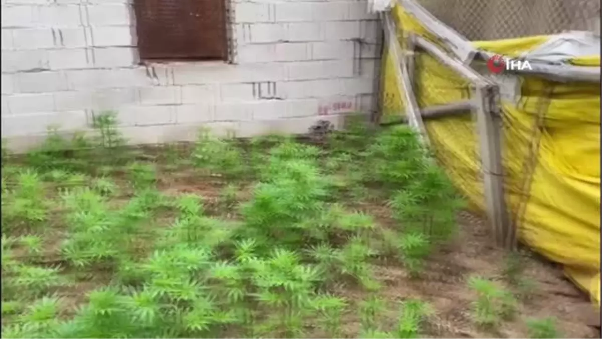 Evin bahçesini kenevir tarlasına çevirdiler: 1'i kadın 4 kişi suçüstü yakalandı