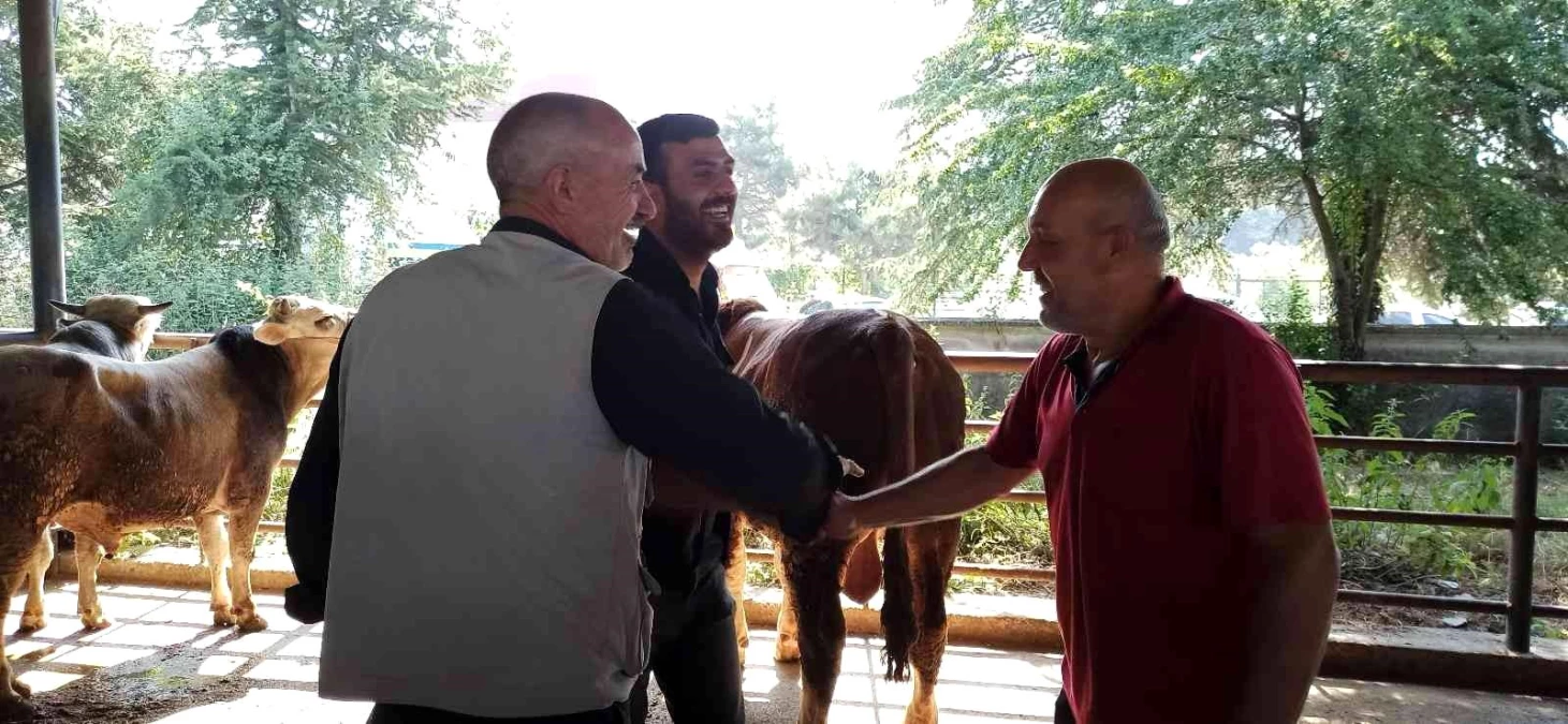 Kurbanlıklar pazara indi, sıkı pazarlıklar başladı