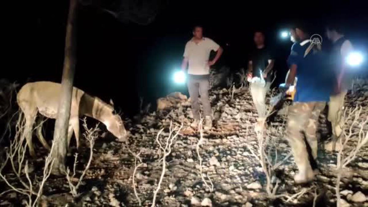 Marmaris'teki yangından yaralı kurtulan eşek tedavi altına alındı