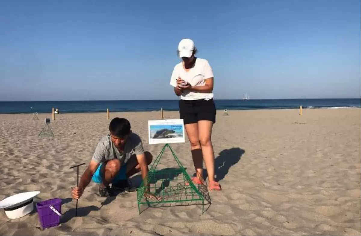 Patara Plajı'nda 86 caretta caretta yuva yaptı
