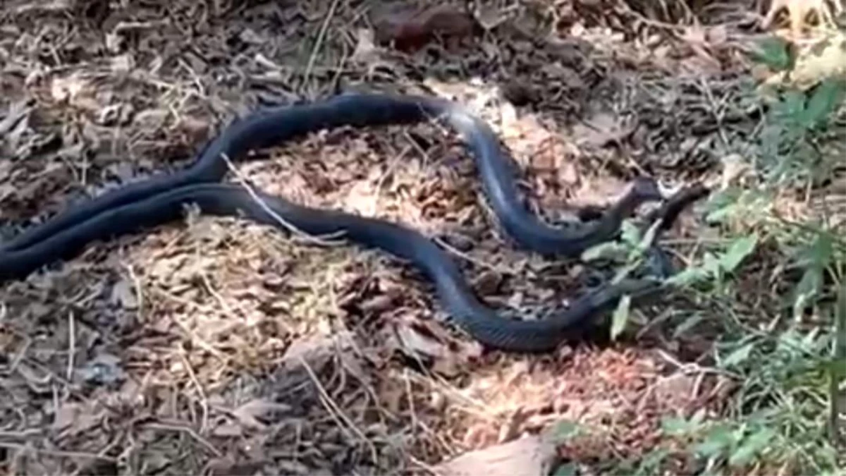 Şanlıurfa\'da iki metrelik yılanların dansı kamerada