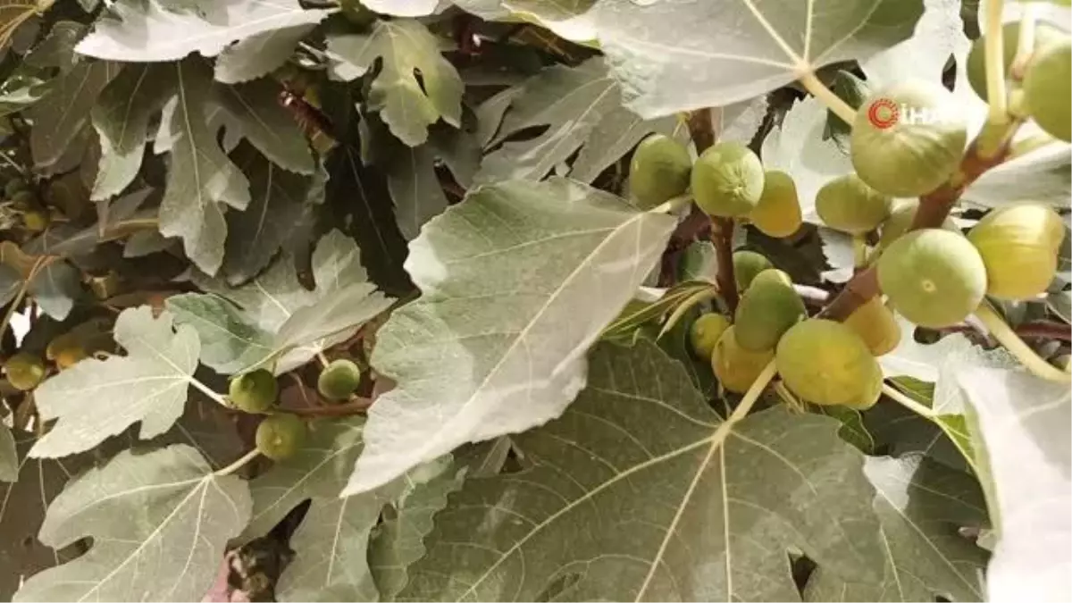 Şırnak, Irak ve Suriye'den gelen kum fırtınasına teslim oldu