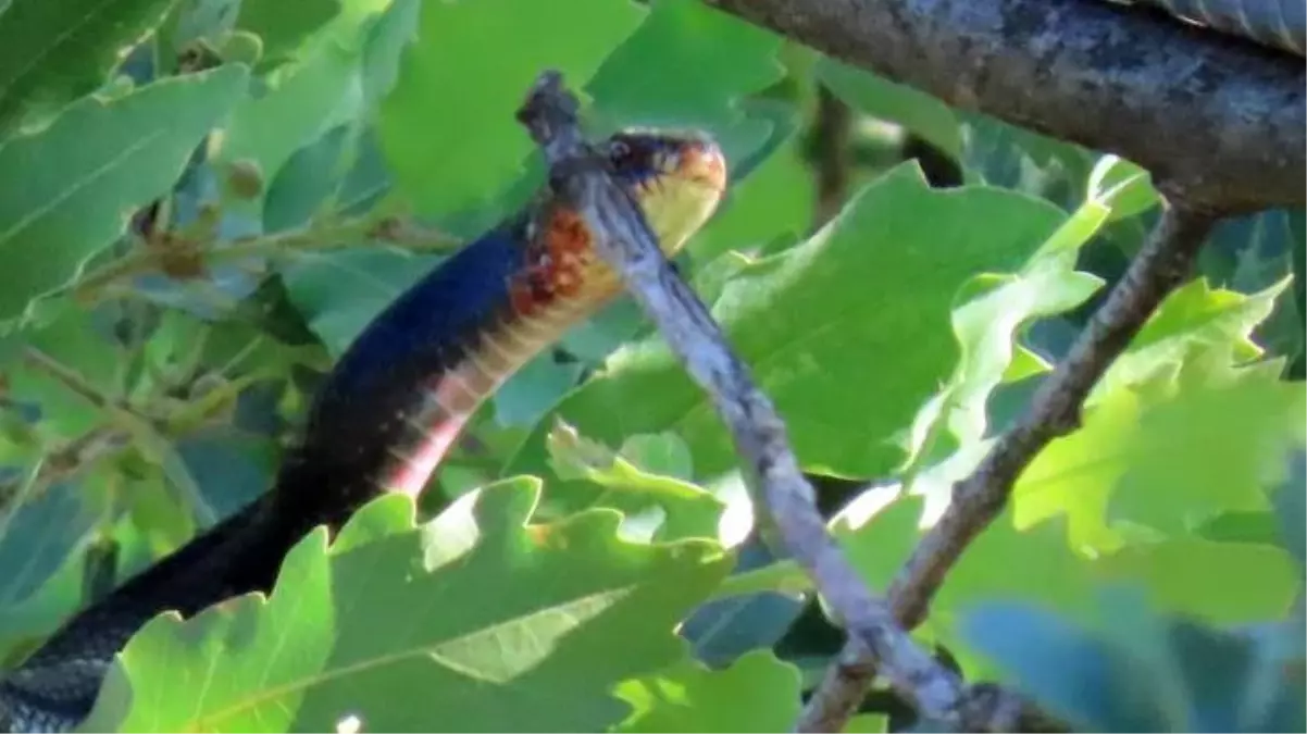 Tunceli'de 3 metre uzunluğundaki yılanı gören vatandaşlar cep telefonlarına sarıldı