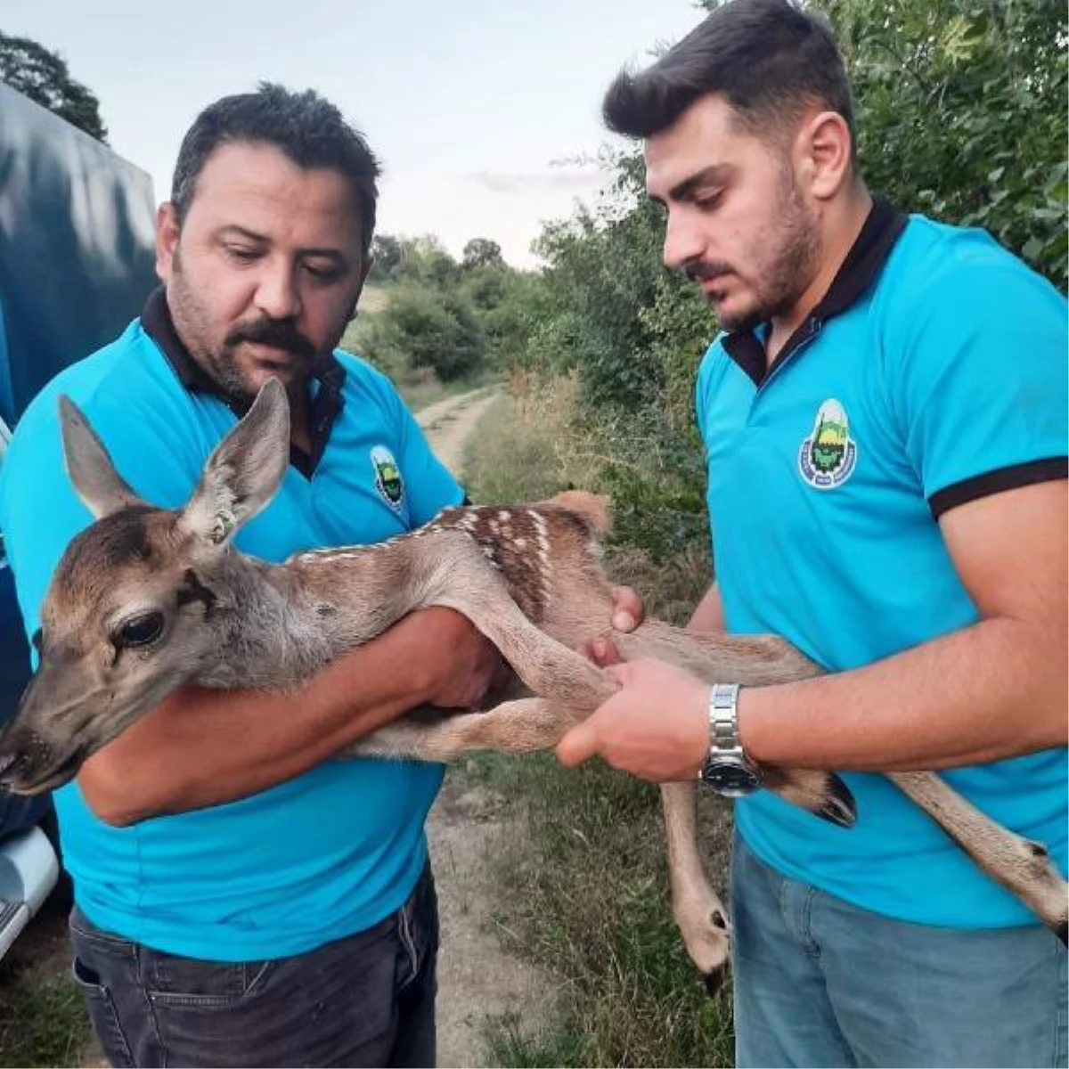 Kiraz toplayan vatandaşların bulduğu yaralı yavru ceylan tedaviye alındı