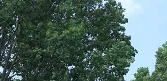 Kokan, kirli Riva Deresi'nden hayvanlar su içemiyor