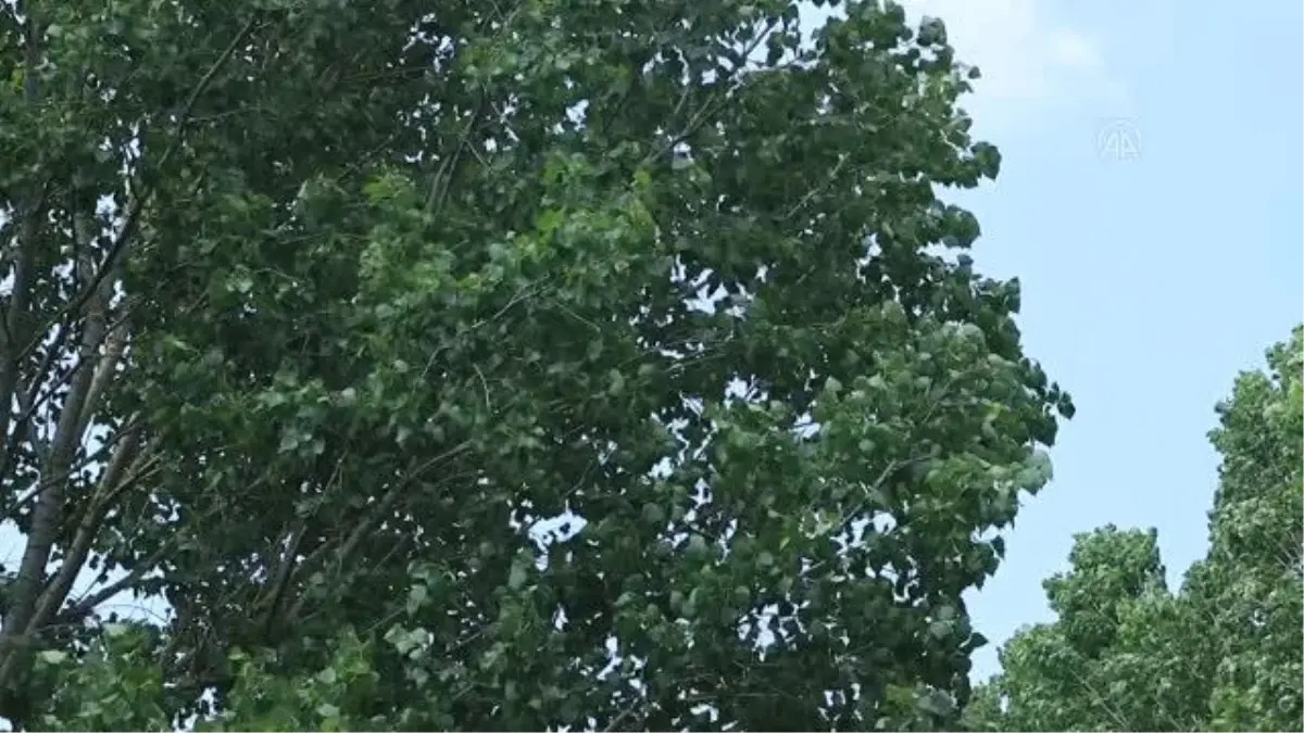 Kokan, kirli Riva Deresi'nden hayvanlar su içemiyor