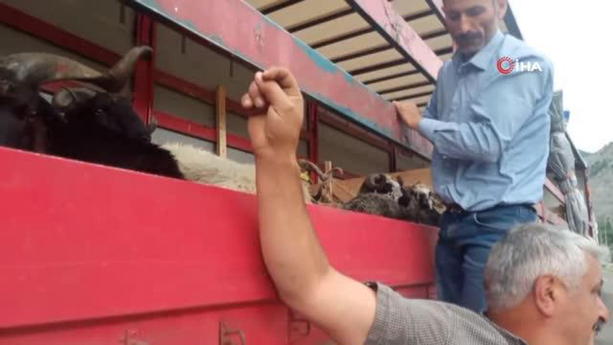 Kurbanlıklar büyükşehirlerde satılmak üzere Artvin'den yola çıktı