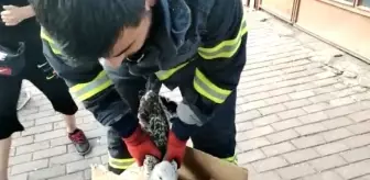 Mahsur kalan martıya itfaiyeden kurtarma operasyonu