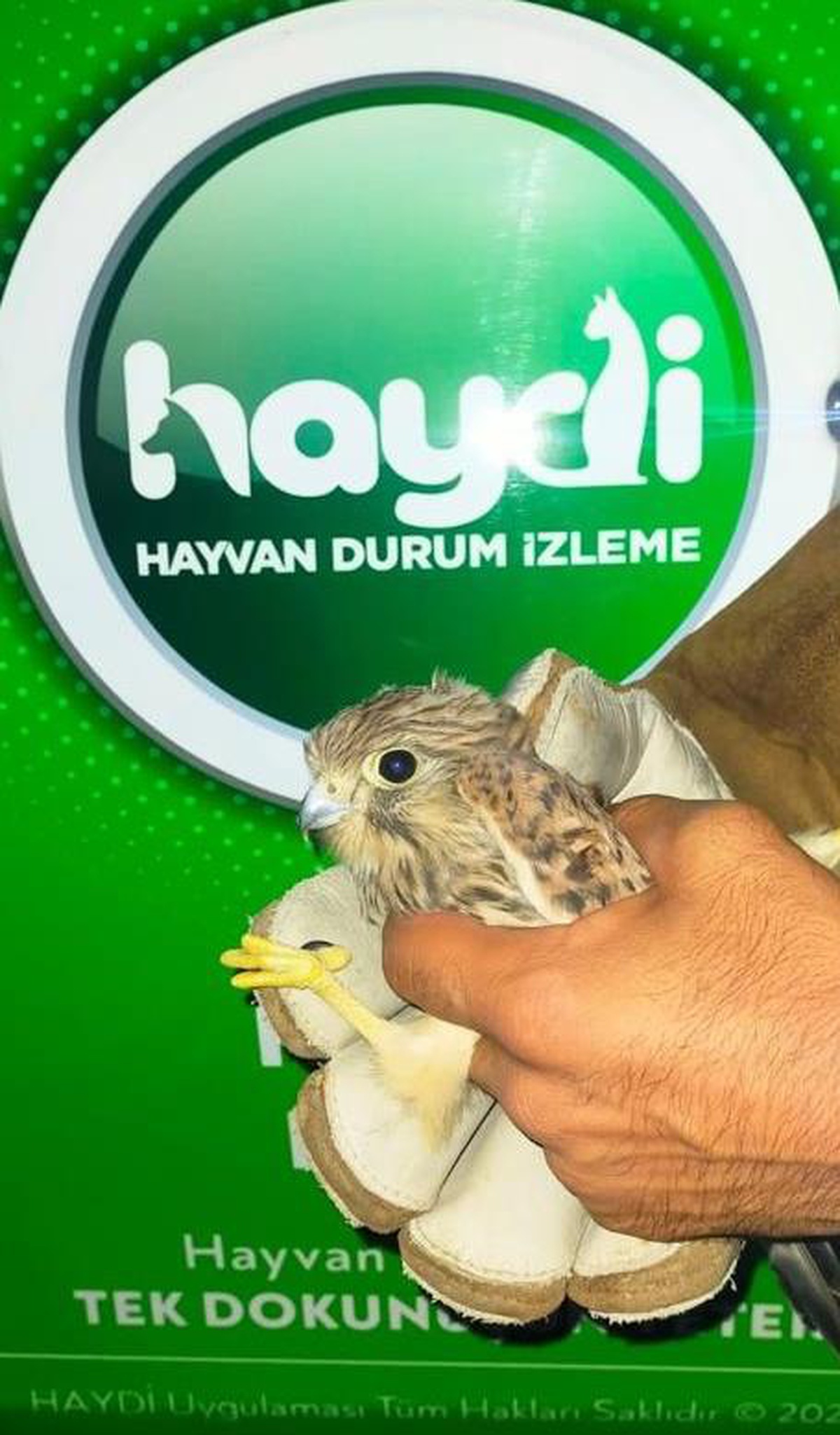 Son dakika haberi | Mardin\'de jandarmanın bulduğu yaralı kerkenez tedaviye alındı