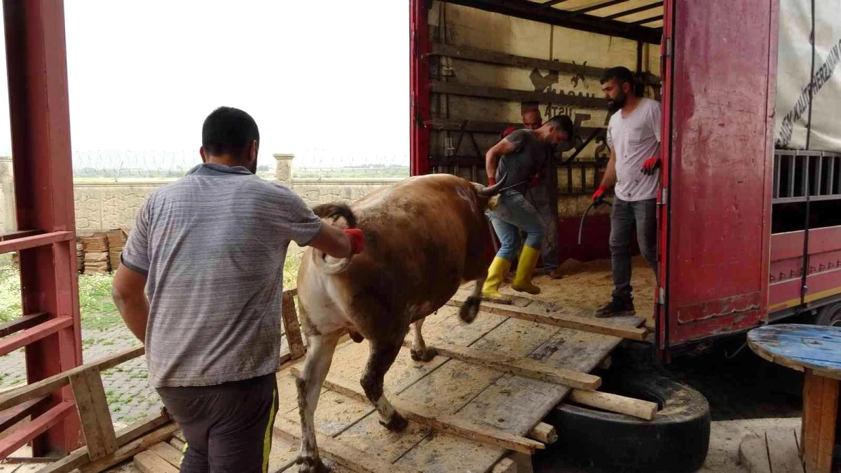 Muş\'tan batı illerine kurbanlık sevkiyatı başladı