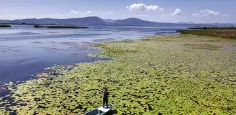 Beyşehir Gölü'ndeki nilüferler bölgenin cazibesini artırdı