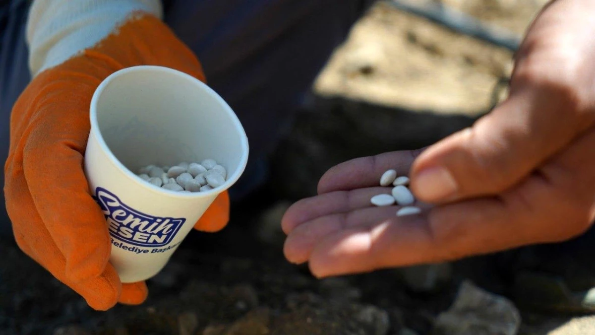 Konyaaltı'nda Çandır Fasulyesi Ekimi Başladı