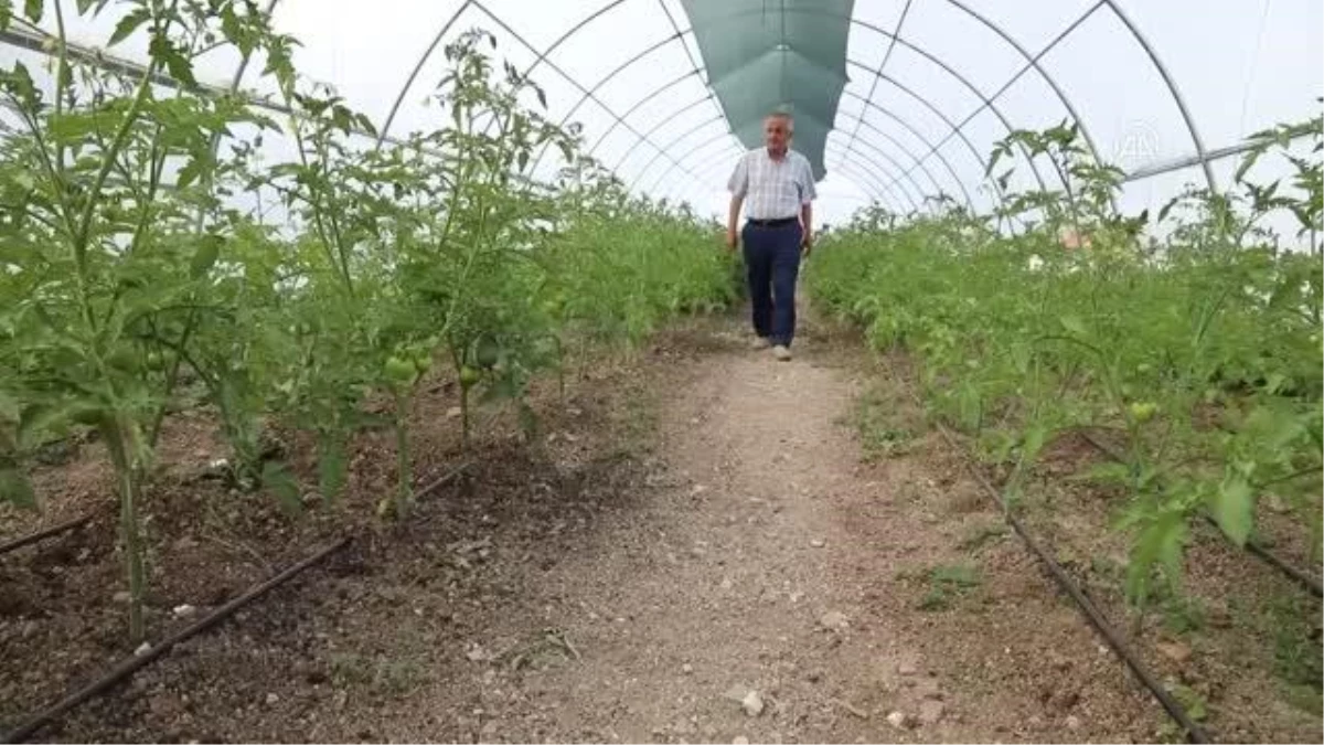 Çubuk Mesleki ve Teknik Anadolu Lisesinde üretilen sebzeler sofralara ulaşıyor
