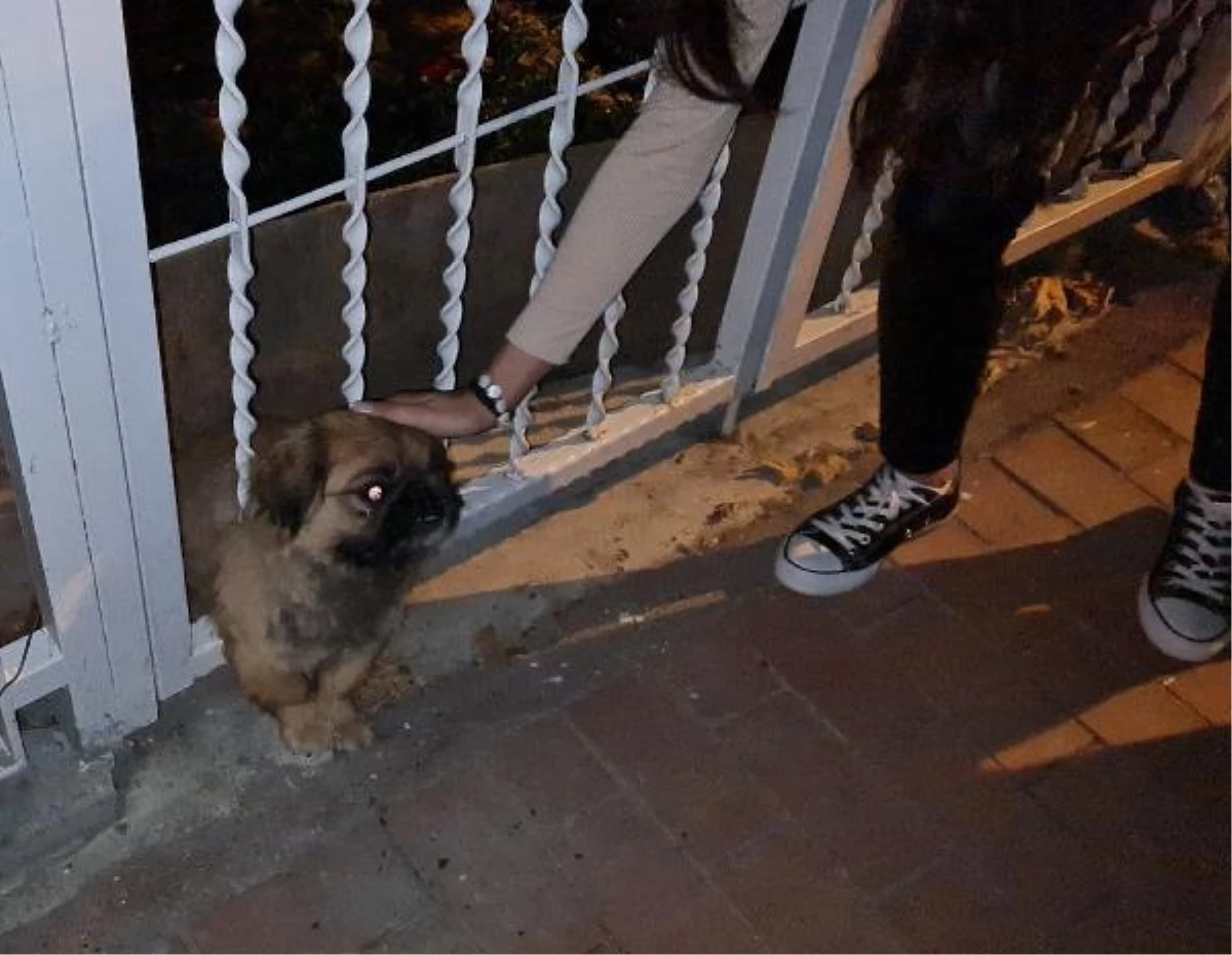 Son dakika gündem: Demir parmaklıklara sıkışan köpeği itfaiye kurtardı