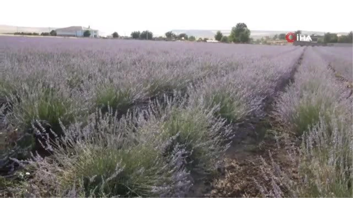 Devlet destek verdi, Siirtli çiftçiler yetiştirdi