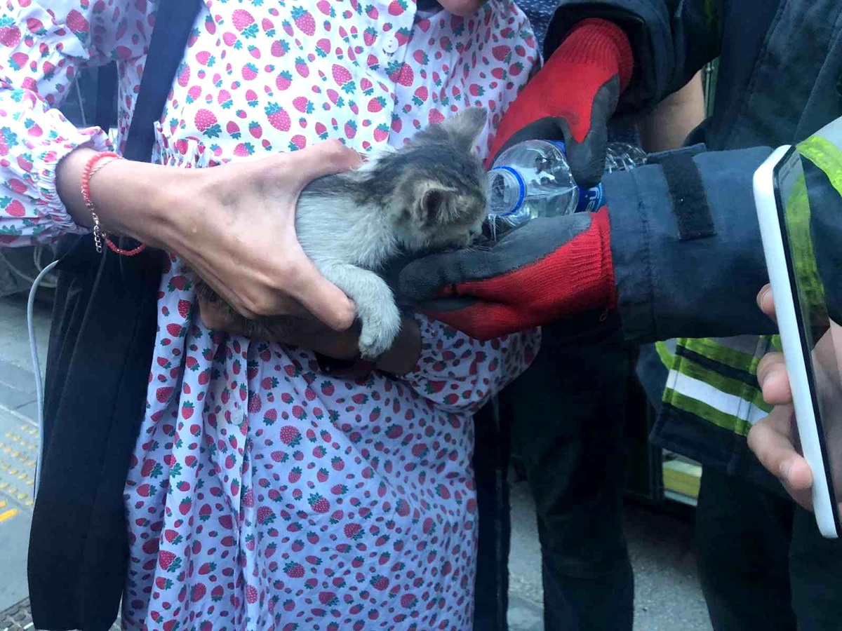 Son dakika haberi | Duraktaki tramvayın altına kaçan kediyi itfaiye çıkarttı