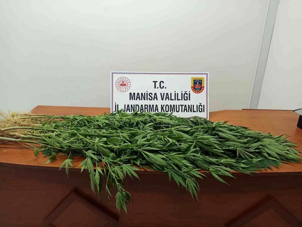 Evinin bahçesinde kenevir yetiştirdi