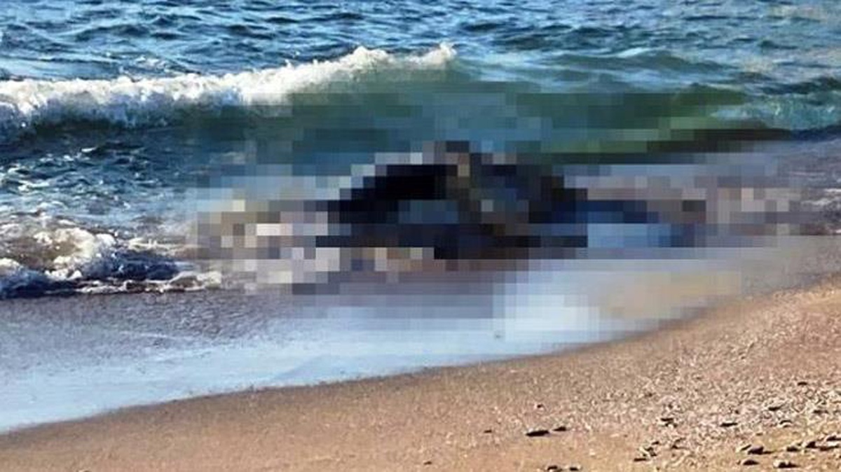 Kocaeli\'de sahillere vuran 4 büyükbaş hayvan, yüzmeye giden vatandaşları korkuttu!