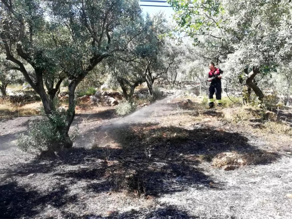 Son dakika haberi: Menteşe\'de zeytinlik yangını