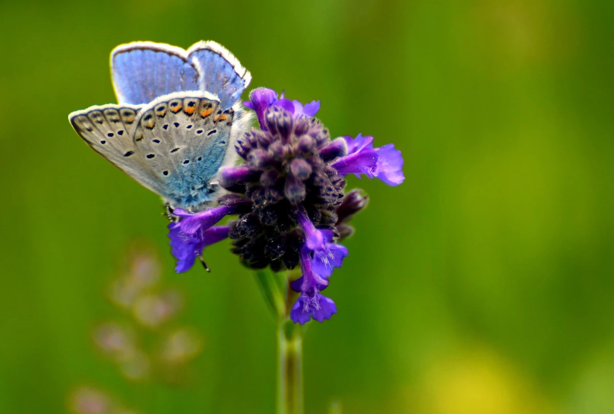 Sarıkamış\'ta fotoğrafçılar rengarenk çiçekler ve kelebekleri görüntüledi