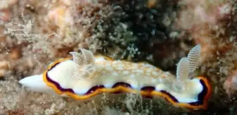 Su altındaki mikro canlıları fotoğrafladı