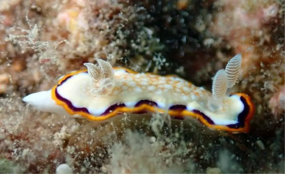 Su altındaki mikro canlıları fotoğrafladı