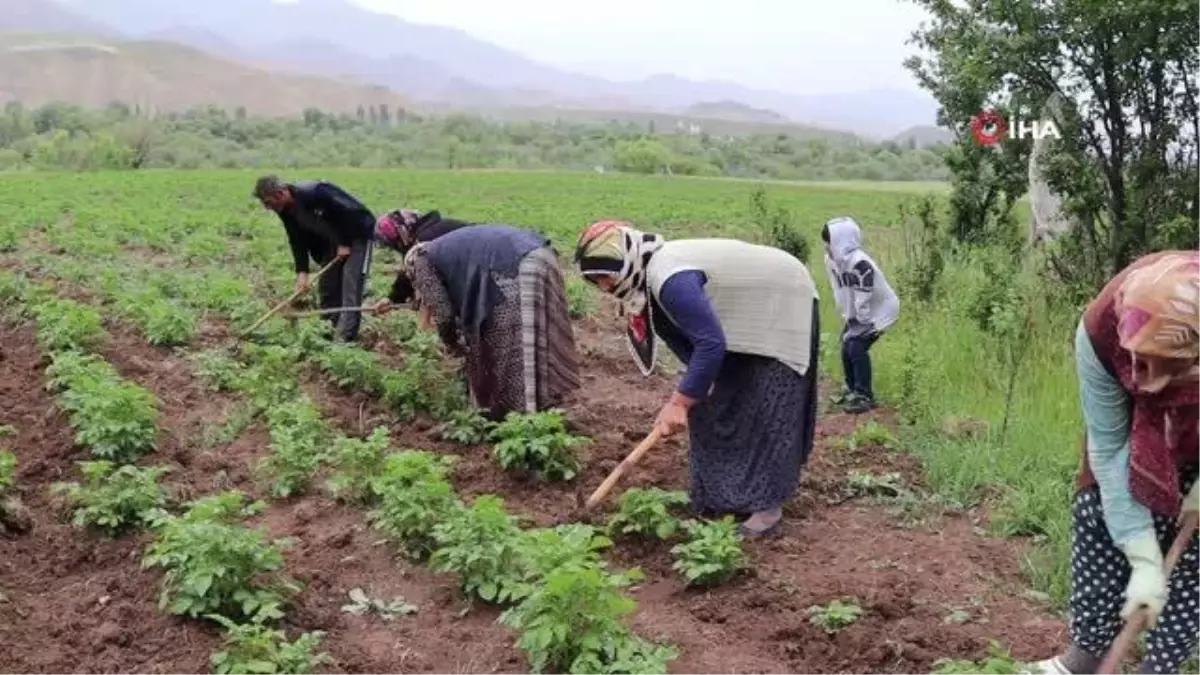 Tarlada çapalama işini eğlenceye çeviriyorlar