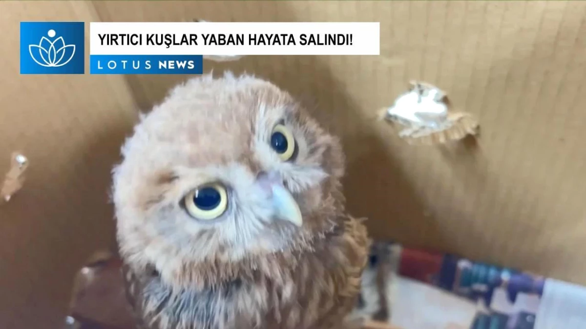 Video: Ulusal Koruma Altındaki Üç Yırtıcı Kuş Yaban Hayata Salındı