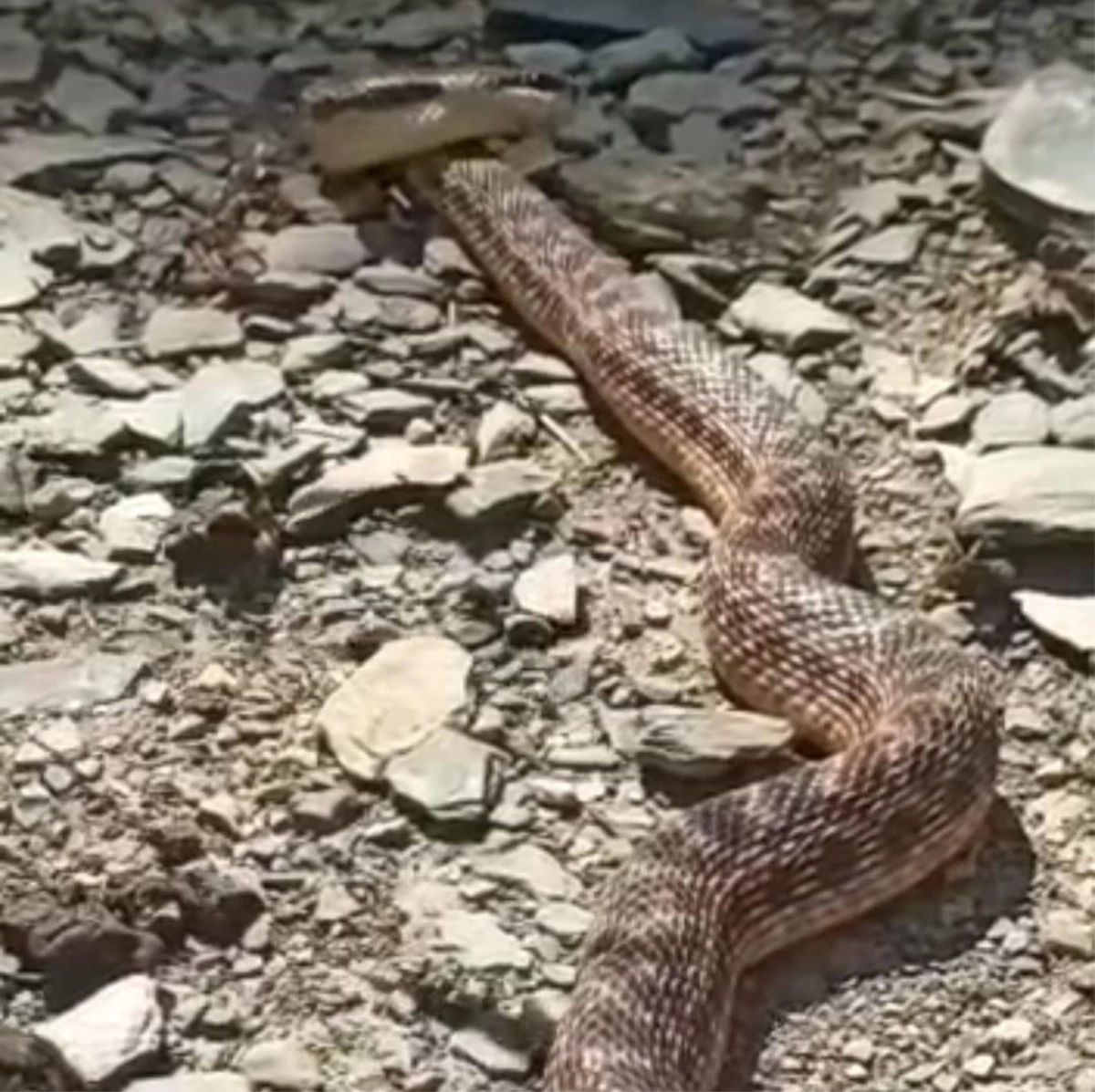 Yüksekova\'da 2 metrelik engerek yılanı görüntülendi