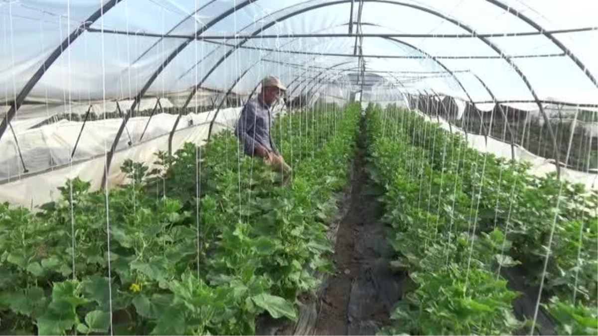 50 bin tona yakın salatalık rekoltesi bekleniyor