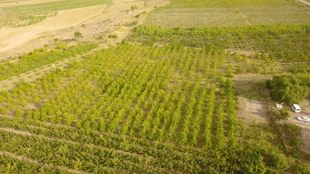 Ahlat\'ta 29 çiftçi için yüzde 50 hibe destekli elma bahçesi kuruldu