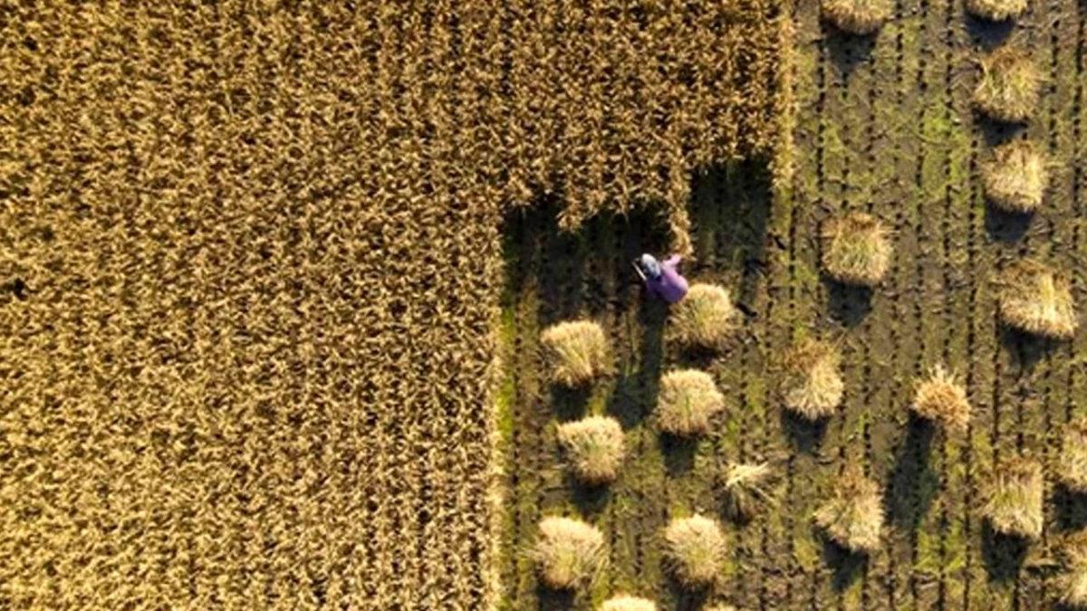 Çin\'de 2021\'de Kişi Başına Düşen Tahıl Üretimi 483 Kilogram Oldu