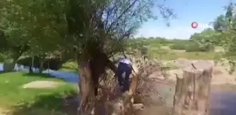 Son dakika! Diyarbakır'da uyuşturucu operasyonu: 2 bin kök Hint keneviri imha edildi