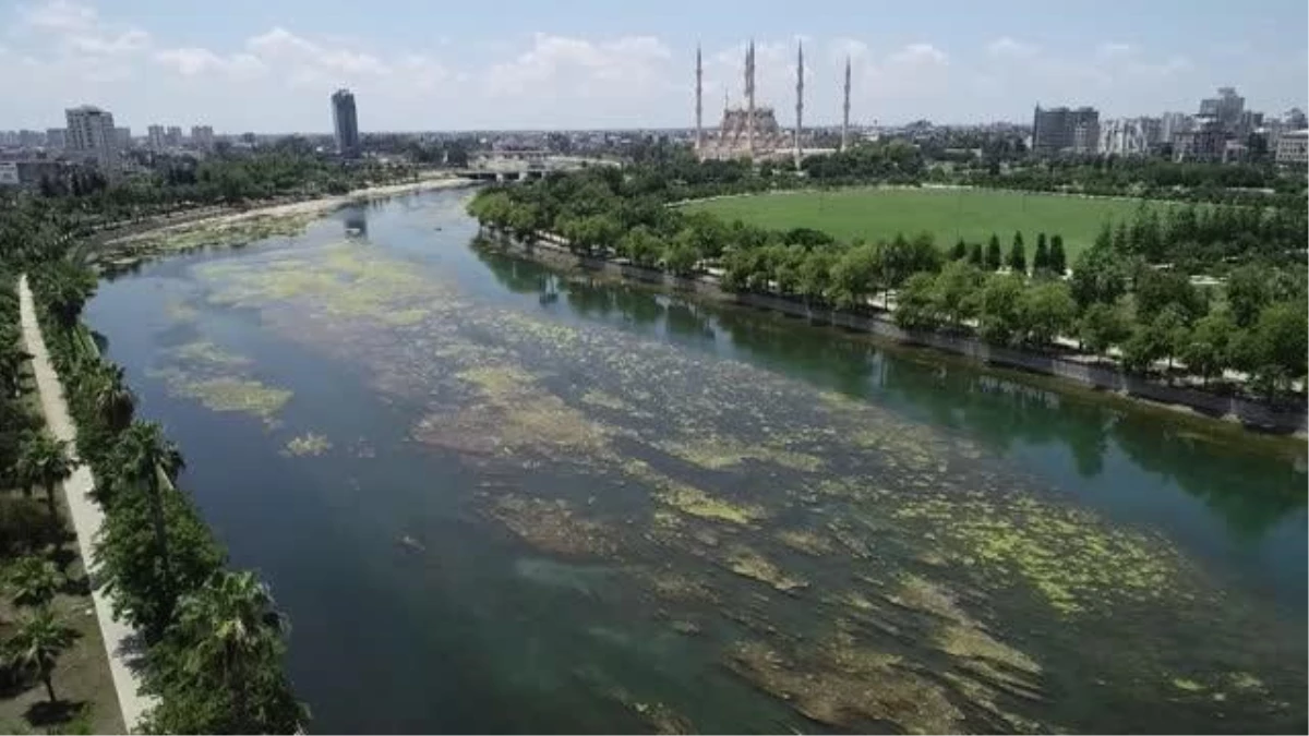 (DRONE) Seyhan Nehri\'nde yosun birikintileri oluştu