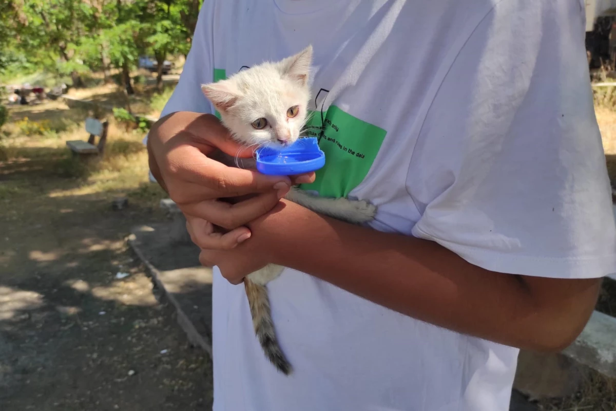Ağaçta mahsur kalan yavru kediyi elektrik kurumu ekipleri kurtardı