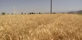 İran'ın Kazvin eyaletinde tahıl rekoltesi ciddi oranda düştü