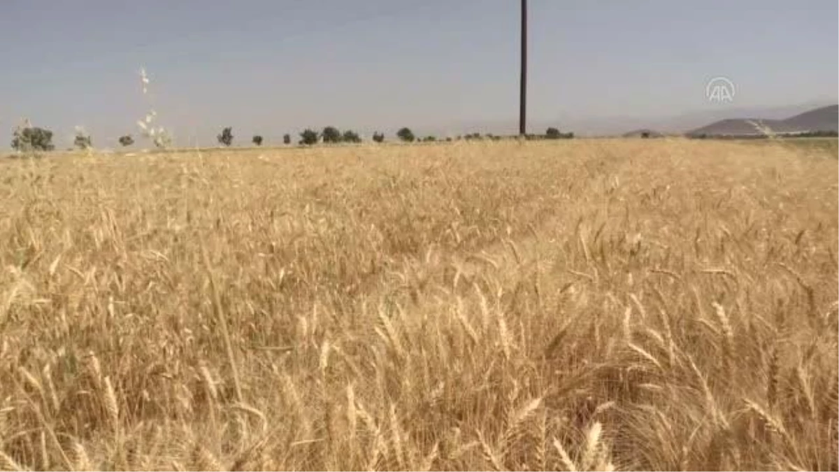 İran\'ın Kazvin eyaletinde tahıl rekoltesi ciddi oranda düştü