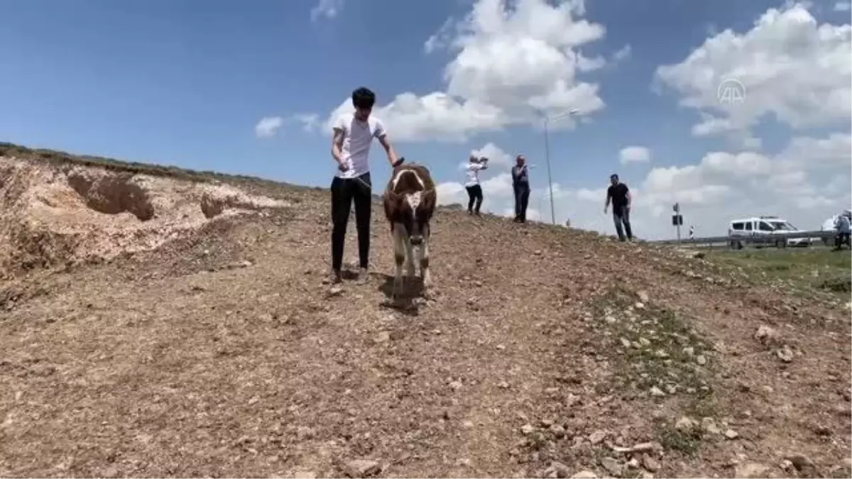 Kaçan kurbanlık, baba oğula zor anlar yaşattı