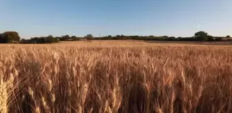 KIRKLARELİ/EDİRNE - Trakya çiftçisinin hasat mesaisi gece gündüz devam ediyor