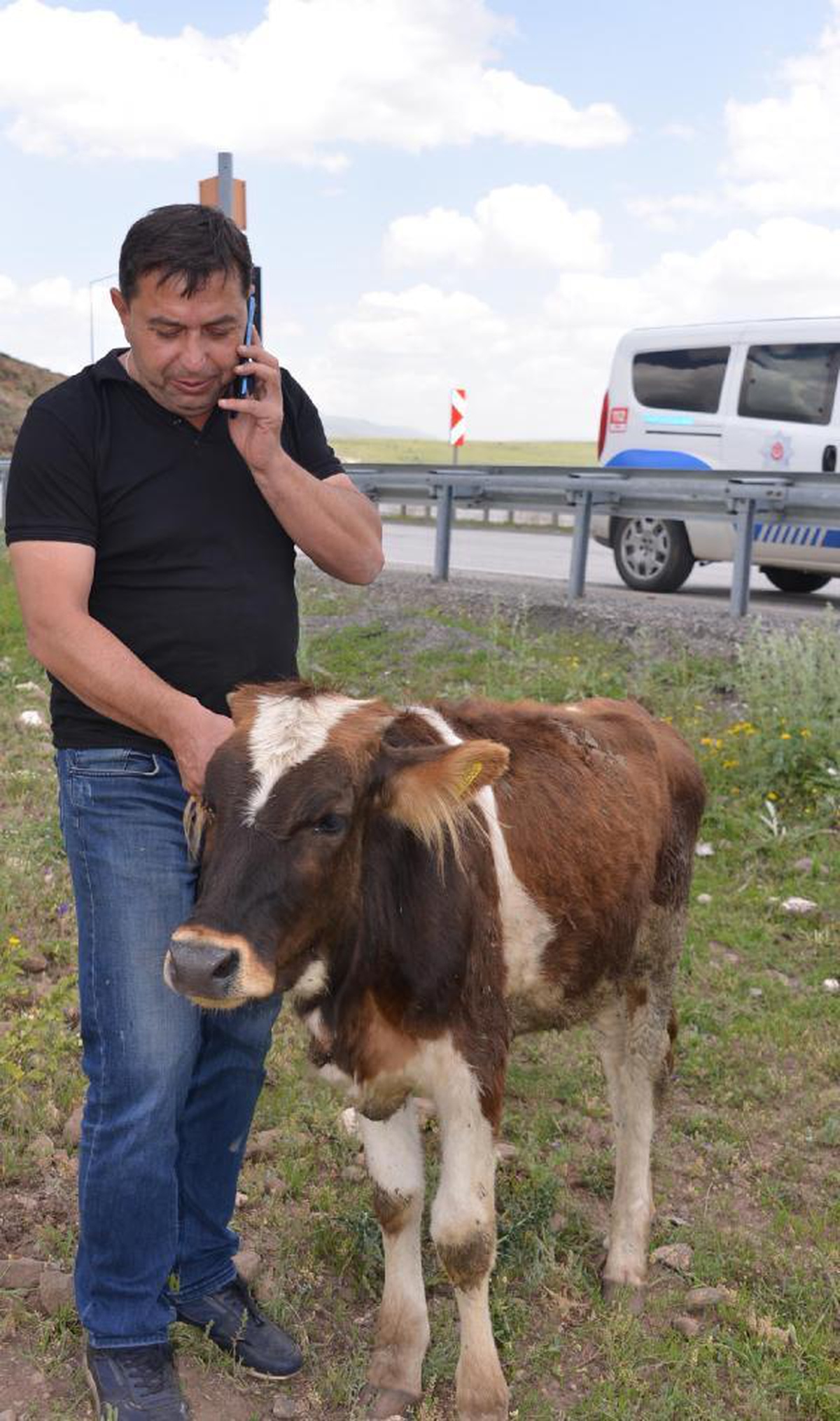 Kurbanlık taşınan TIR\'dan yola düşen düveye sahip çıktı